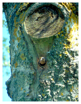 Saw, tree flush Dorchester MA cut
